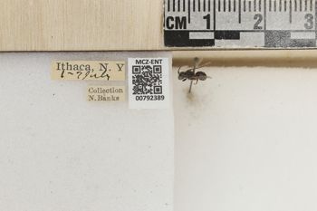 Media type: image;   Entomology 792389 Aspect: Labels